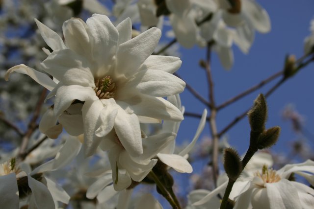 wiosenne magnolie