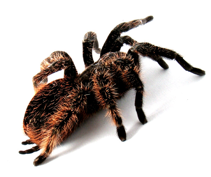 Brachypelma albospilosum