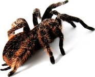 Brachypelma albospilosum