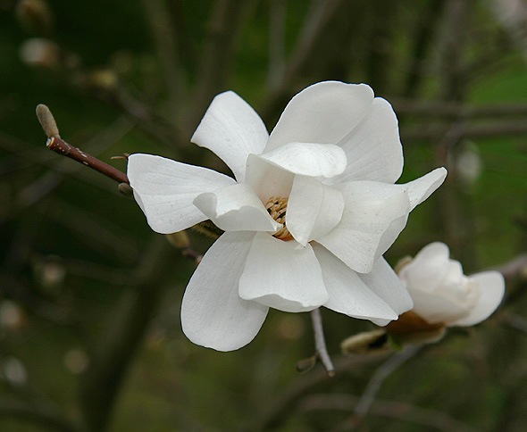 ...kiedy zakwitną magnolie...