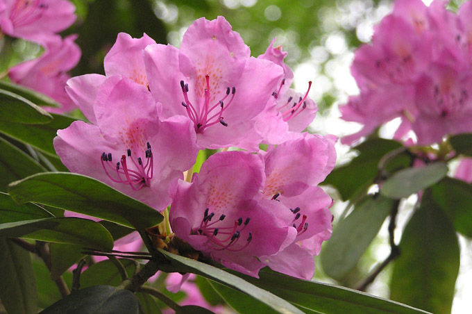 rododendron