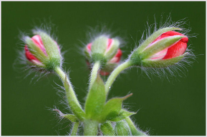 pelargonia z bliska