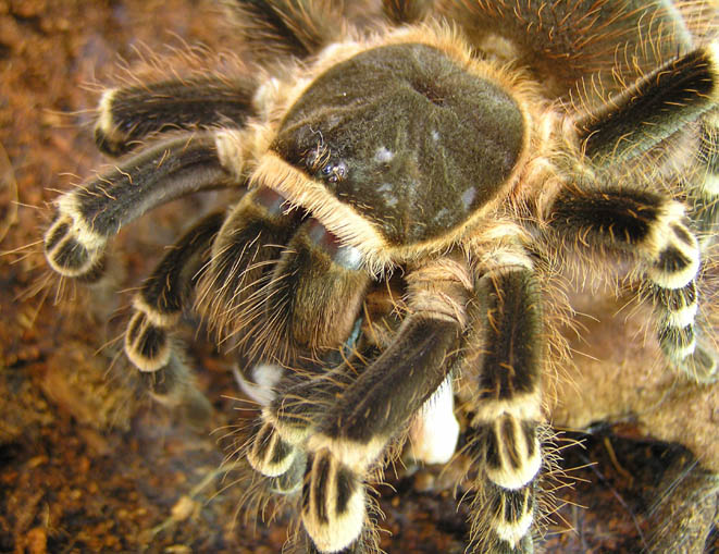 Acanthoscurria brocklehurstii