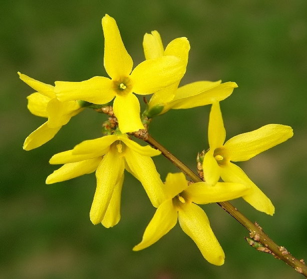 19-FORSYTHIA INTERMEDIA forsycja pośrednia