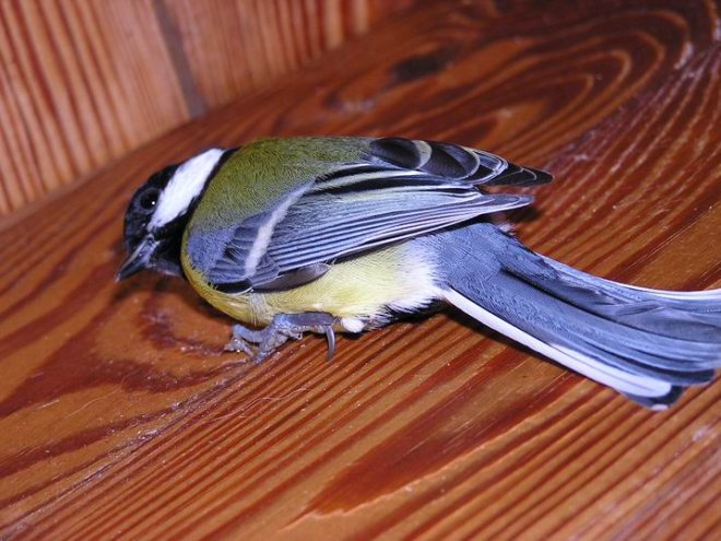 Bogatka