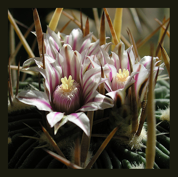 Echinofossulocactus multicostatus