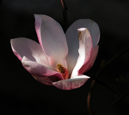 magnolia