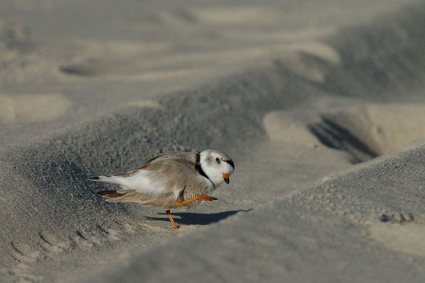 Charadrius melodus