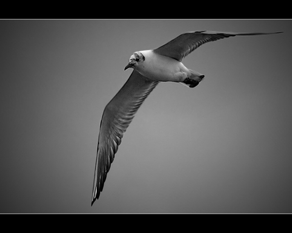 Mewa śmieszka (Larus ridibundus)