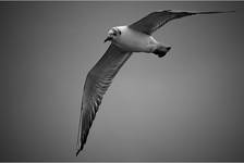 Mewa śmieszka (Larus ridibundus)