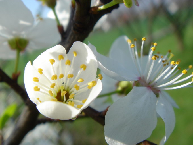 Wiosenne makro