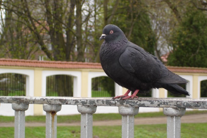 popołudniowy odpoczynek