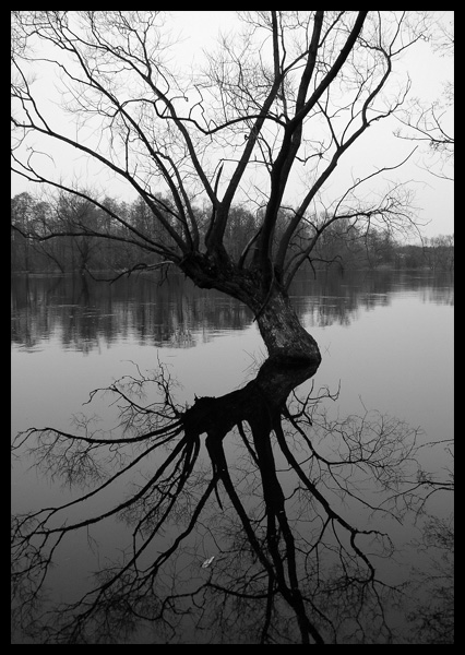 narew