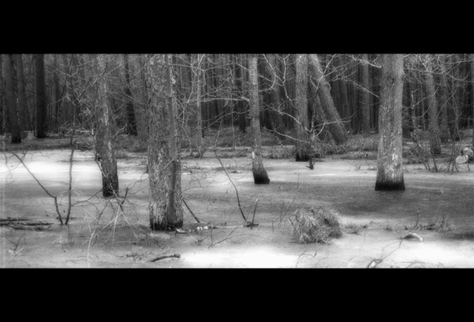 iced forrest