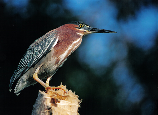 czapla zielonawa (Butorides striatus)