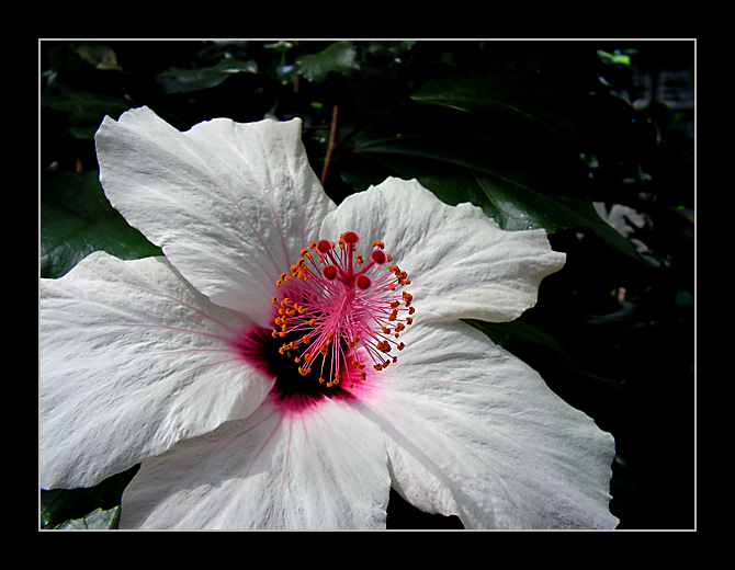 Hibiscus