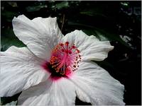 Hibiscus