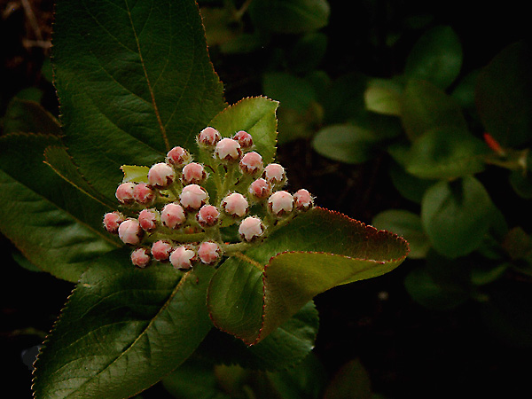 Aronia