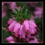 Erica carnea