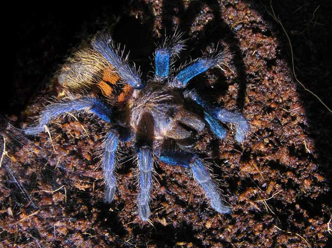 &lt;&lt;Chromatopelma cyaneopubescens&gt;&gt;