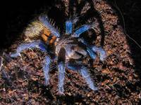 &lt;&lt;Chromatopelma cyaneopubescens&gt;&gt;