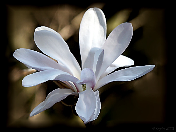 Kwiat magnolii