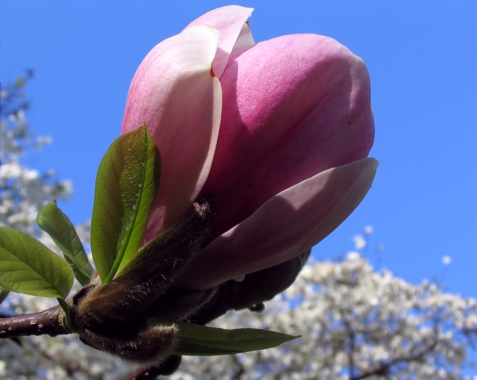 magnolia