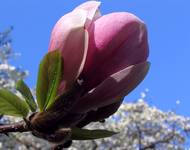 magnolia