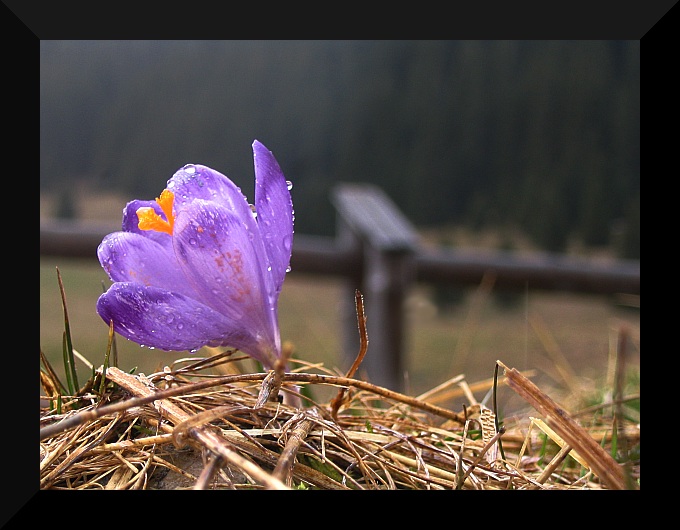 krokus ;)