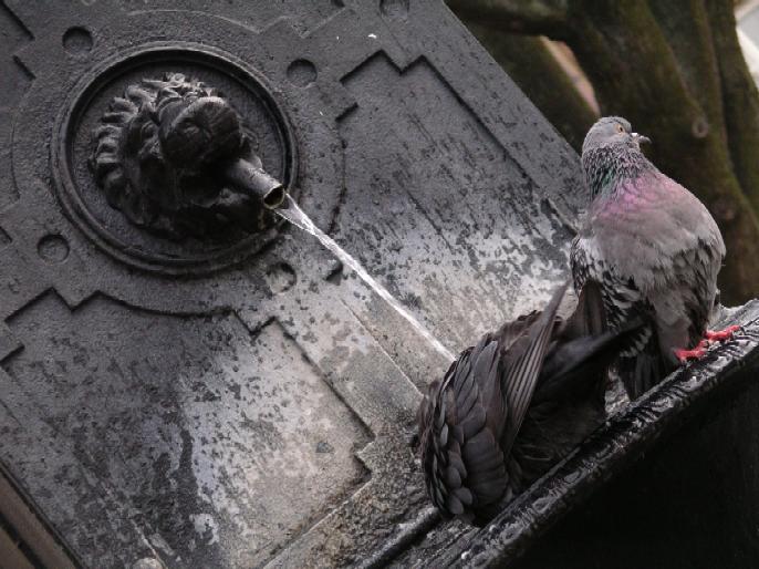 Pigeon Gathering