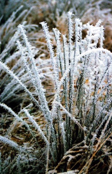 Karkonoska szadź: mrożony grass ;-)