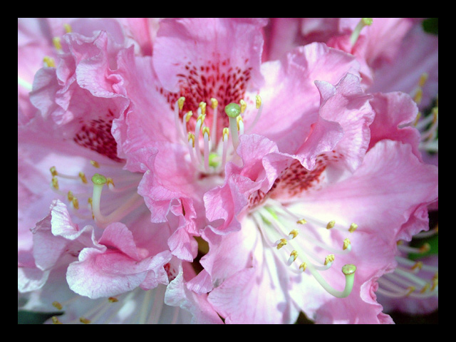 rododendron makro