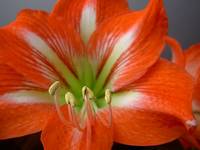 Hippeastrum (amarylis)