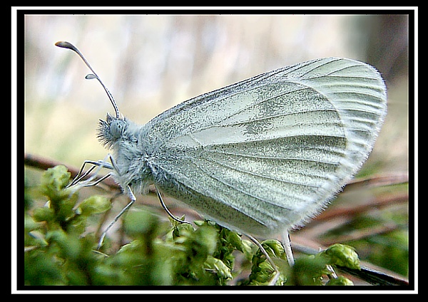 Wietek gorczycznik Leptidea sinapis