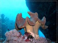 mushroom coral