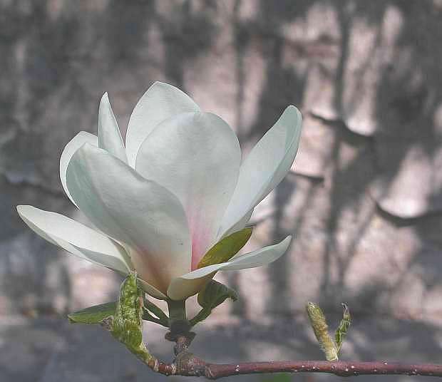 Magnolija...