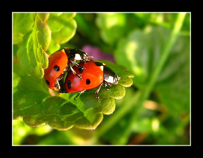 Lady Bugs make love