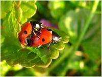 Lady Bugs make love