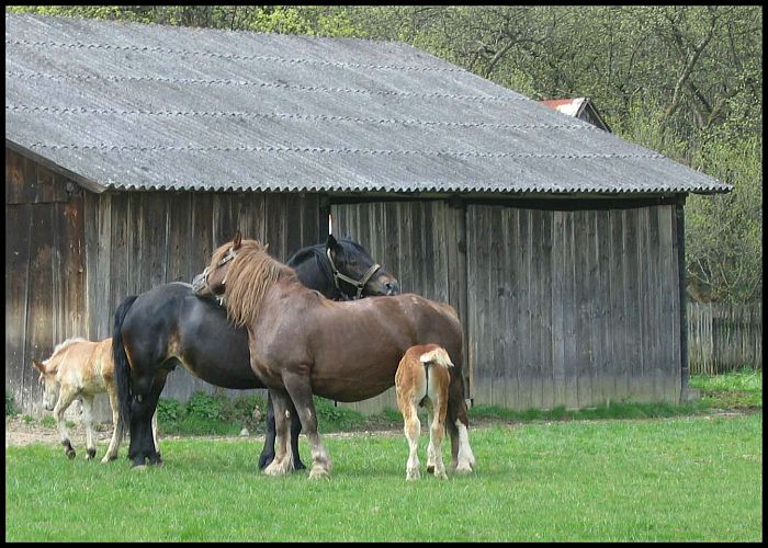 więż rodzinna