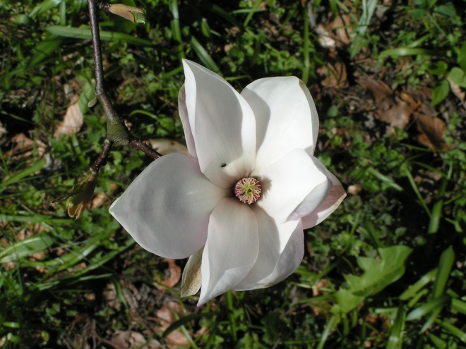 Magnolia