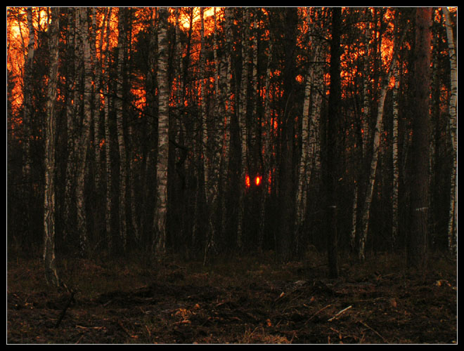 forest on fire