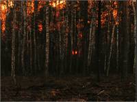 forest on fire