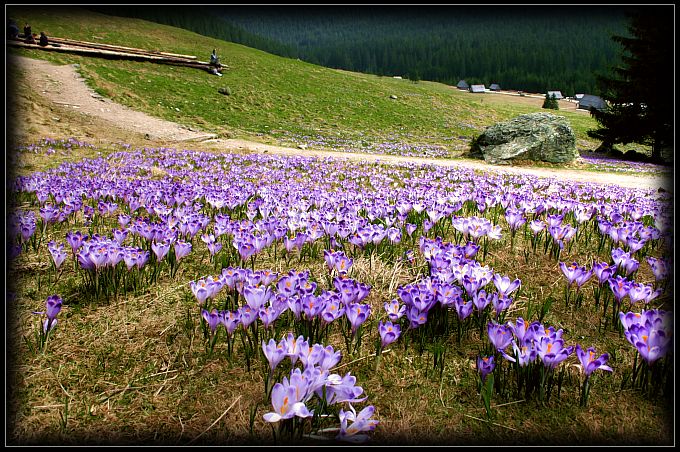 Dolina Krokusa