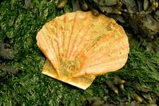 Scallop