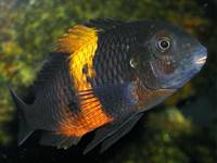 Tropheus bemba