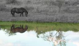 watermirror