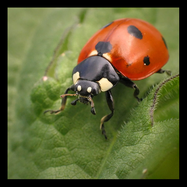 Biedronka siedmiokropka (Coccinella semptempunctata)