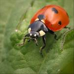 Biedronka siedmiokropka (Coccinella semptempunctata)