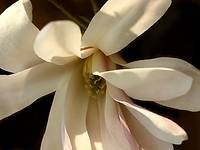 Magnolia #2