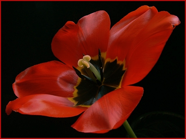 Tulipan